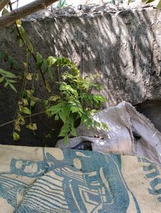 Fresh Curry Leaves