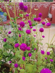 pogada banthi seeds