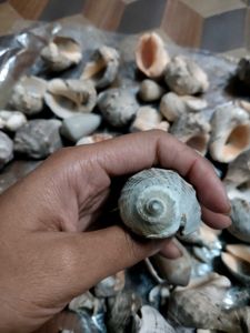Seashells