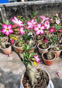 Beautiful Adenium Plants