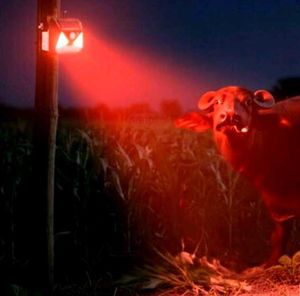Solar Powered Animal Repellent Light (RH)