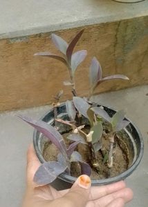 combo of 5 plants