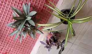3 Set Moses Cardle, purple Heart ,Pandanus veitchi