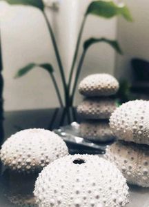 Aesthetic B'ful Original Shells - Cheapest 4 today