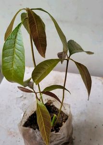 Big 🥭 Mango Plant 🌵