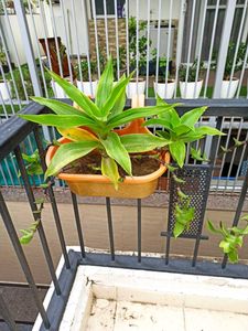 Basket Plant Live