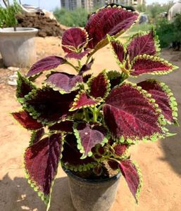 Coleus Live Plants