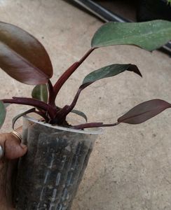 black knight Philodendron Plant
