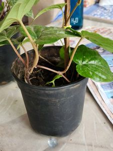 Banarasi Betel Leaves Plant (Large)