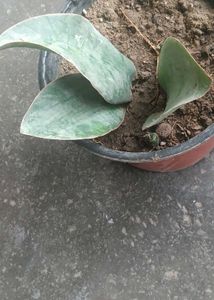 whale fin Snake Plant