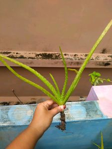 Alovera Plants