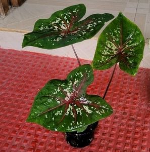 Pack 2 Caladium Biclor &amp; Evergreen Arrowhead Plant