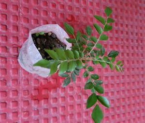 Curry Leaf Plants 🌿