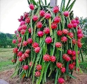 RED Dragon Fruit Plant 🌵🌵🌵