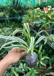 Spider Plant