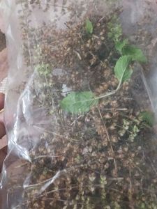 tulsi seed