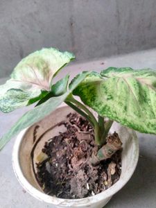 Assorted Potted Plants Bundle