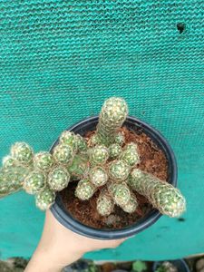 Mammillaria Elongata Cactus Plant
