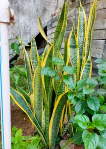 big verigeted snake plants