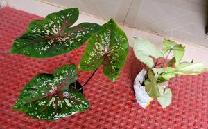Pack 2 Caladium Biclor &amp; Evergreen Arrowhead Plant