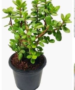 Jade Plant