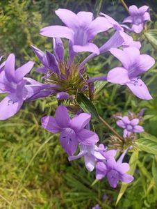 long plant flower blomming