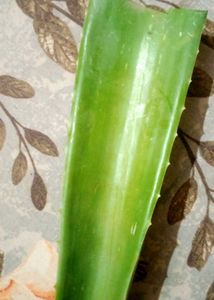 Fresh Aloe Vera Leaf for Skincare