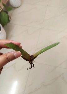 Alovera Plant