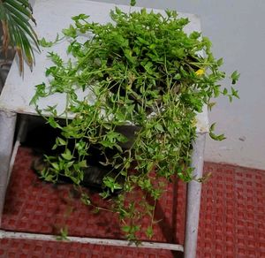 Tradescantia fluminensis.plants &amp; pot