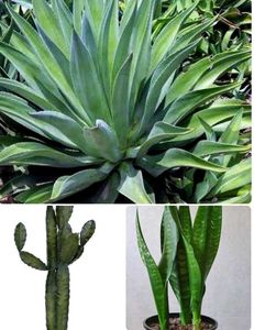 Combo Of 6 Air Purifier Plants
