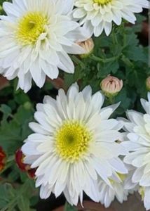 Live White Chrysanthemum Flower plant with pot