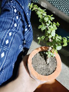 Jade Plant With Pot