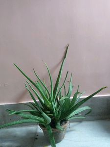 Fresh Aloe vera plants With Pot in stock