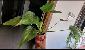 Set 2 Colues Verieties &amp; alocasia Plants🪴