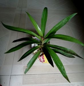 Pack 2 🌱.Pandanus veitchii &amp; Moses Plants 🌿&amp; Pot