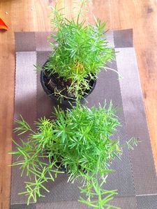 Beautiful Fern Combo In Pot