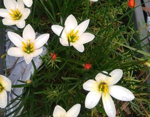 Rain Lily