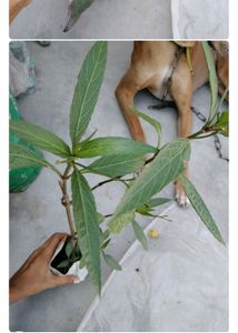 4 Plant combo