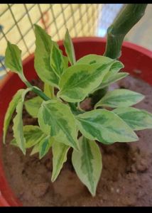 Combo Of 10 plAnts