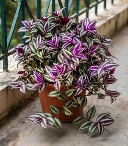 Live Wandering Jew (Twigs)