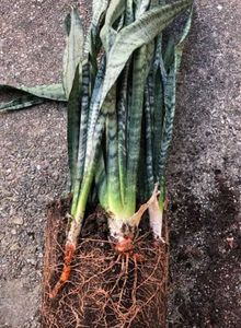 LIVE Snake Plant (Sansevieria) Green banded
