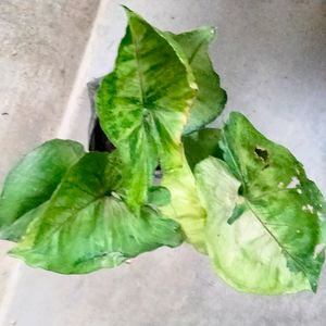 Mix Plants (5 Varieties)