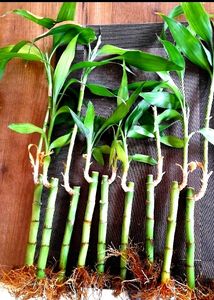 Bamboo Plant