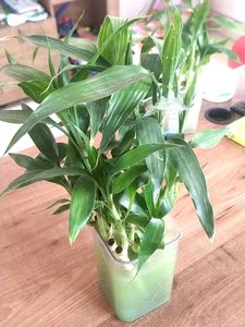 Lucky 🎍 15 Inch Height (9)
