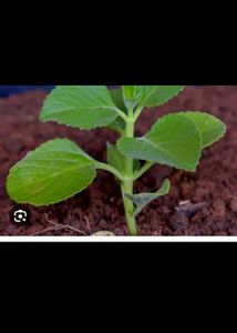 6 combo Plant With Rooted