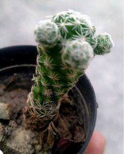 Rare And Expensive Cactus Plant