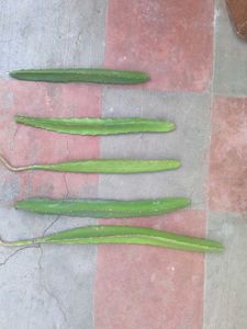 Dragon Fruit Cuttings Plant Live big plan