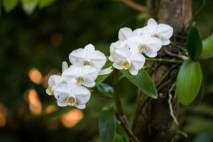 Epiphytic Orchid Plant on Tree Bark