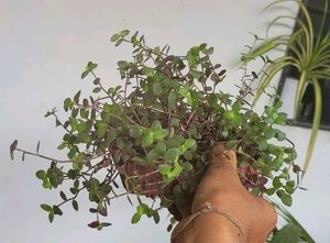 3 Set Moses in the Cradle &amp;Turtle Vine plants
