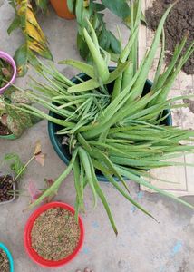 Whole Aloe Vera Will Be Given